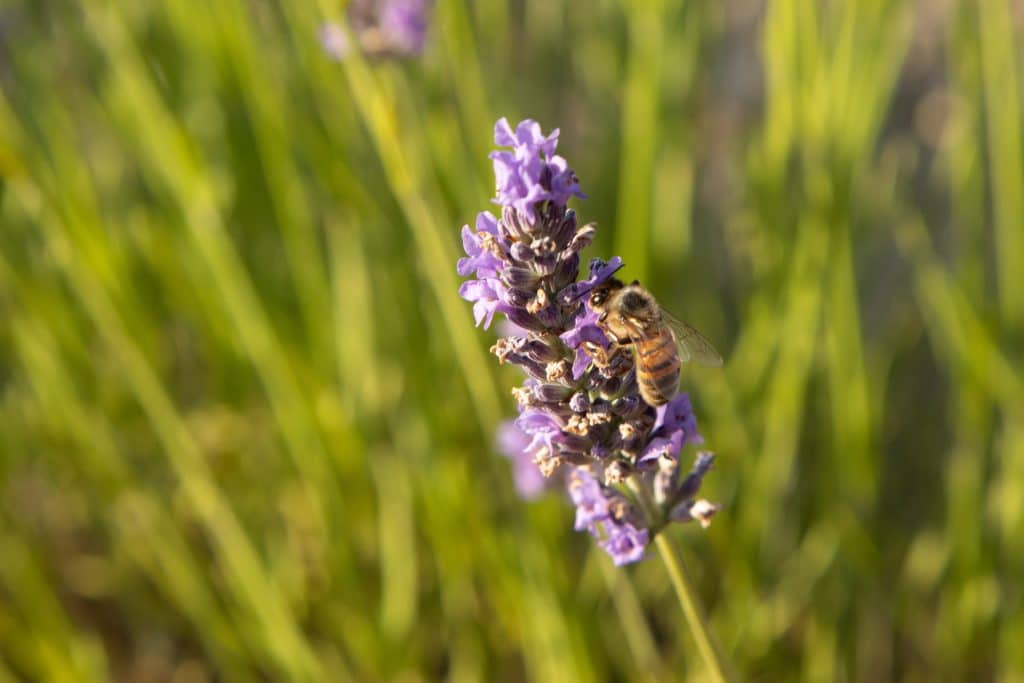 abeille lavande pourraque