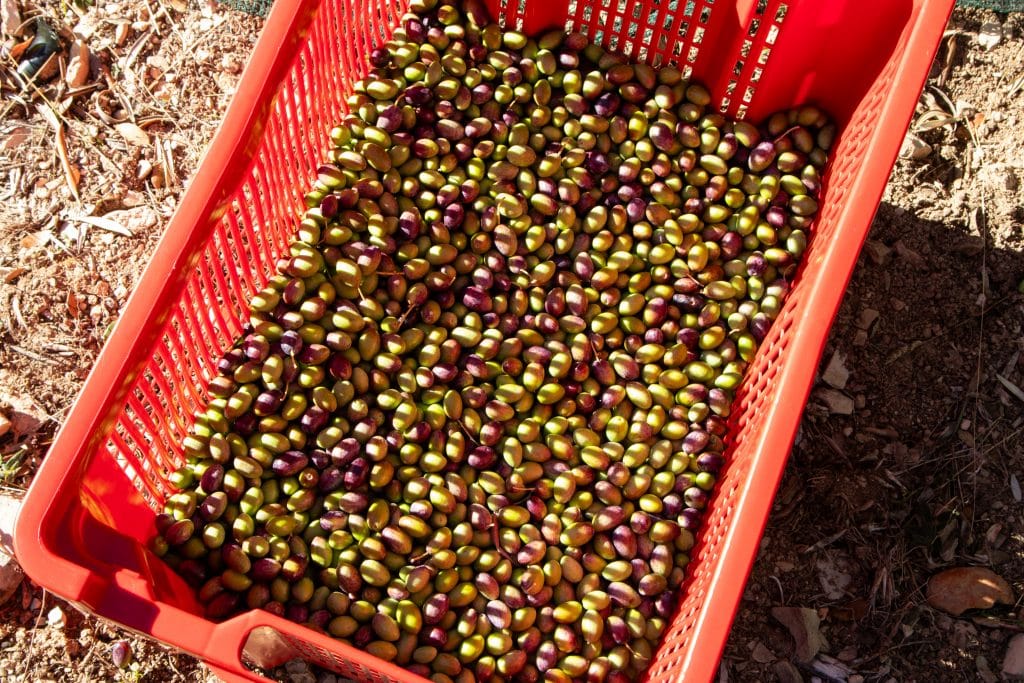 olives pourraque