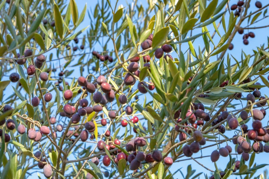 olives pourraque