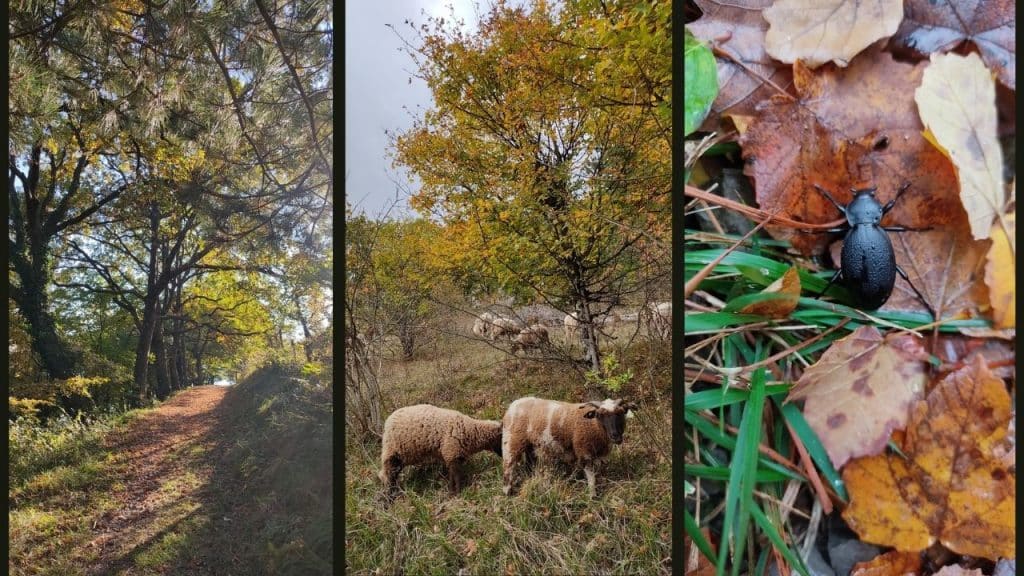 illustrations COP photos MP