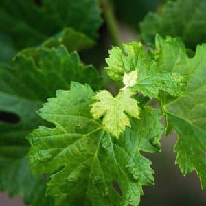 feuilles de vigne