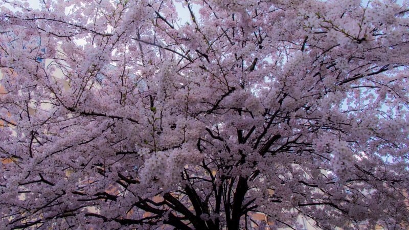 arbres en fleurs