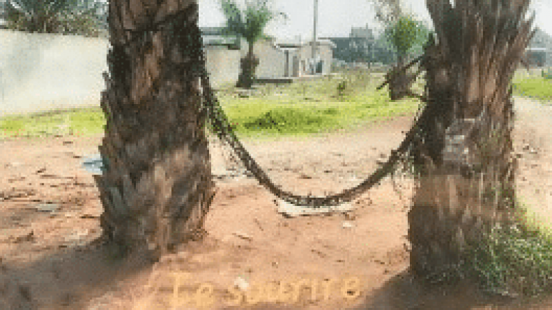 sourire-d-abobo-2022